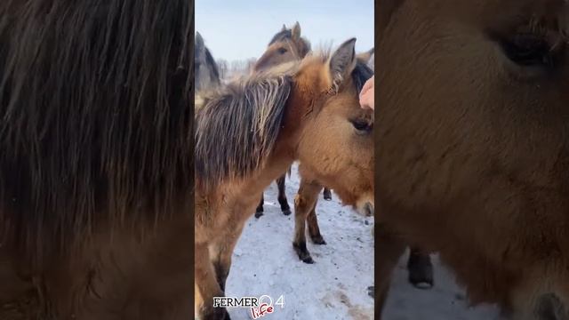 Попробуем развести башкирскую породу лошадей | Первый день в Казахстане смотреть онлайн