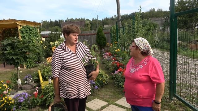 Воспоминание о теплых днях на огороде. т Таня в гостях. guest in the garden смотреть онлайн