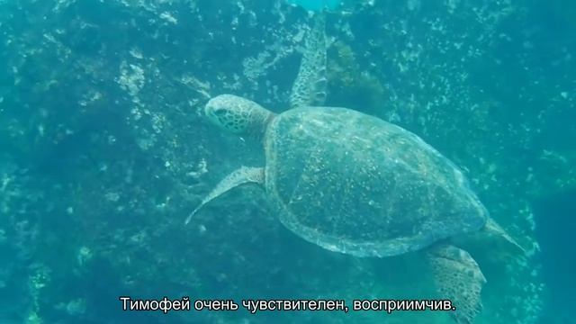 Значение имени Тимофей. Толкование, судьба, характер смотреть онлайн