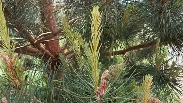 Основные проблемы сосен в вегетационный период. смотреть онлайн