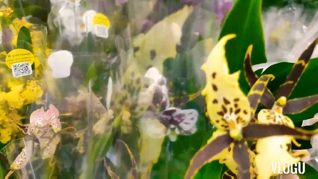 Шикарный завоз орхидей в Леруа Мерлен, г. Пушкино#леруамерлен#орхидеи#цветоводство#фаленопсисы смотреть онлайн