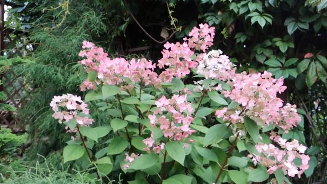 ГОРТЕНЗИЯ МЕТЕЛЬЧАТАЯ WIMS RED смотреть онлайн