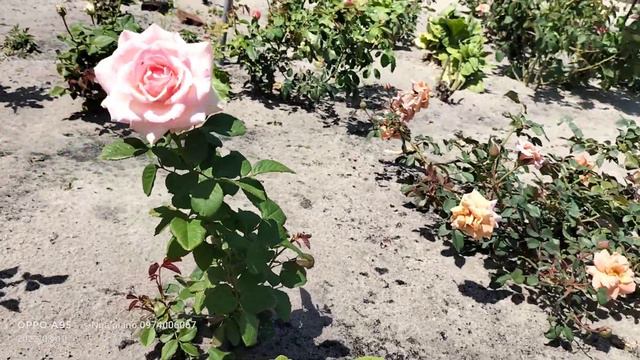 MOONSTONE ROSE