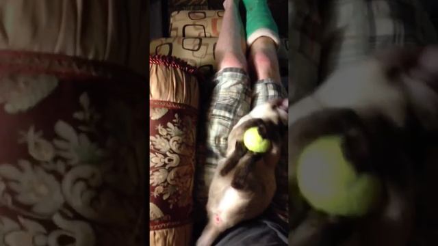 Miss Priss and tennis ball смотреть онлайн