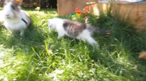 МАЛЮТКА КОТЕНОК и КРОЛИК БАФФИ знакомство ! КОТ МАЛЫШ  и КОШЕЧКА МУРЗЯ