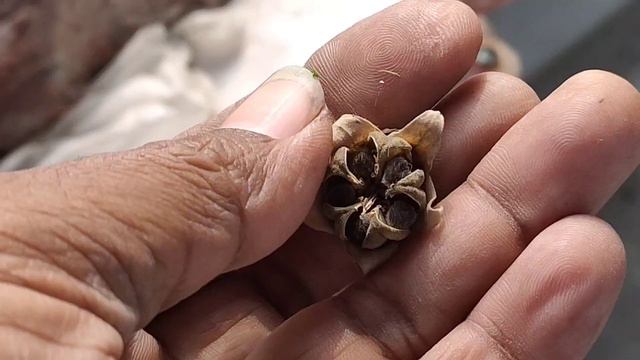 Hibiscus Flower Seeds জবা ফুলের বীজ #Short #Information #vairal #videos #Hibiscus #hibiscus #flower смотреть онлайн
