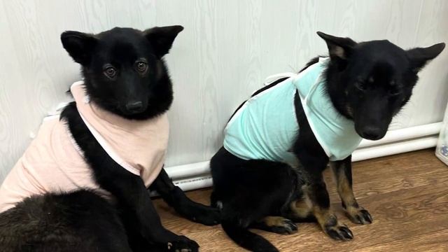 Бесплатная стерилизация бездомышей по гранту - итоги