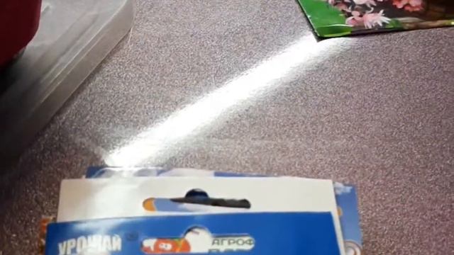 Эустома, декабрь, ПОРА СЕЯТЬ, лучше раньше, чем позже. Бегония, пора) пора). Сеем вместе.