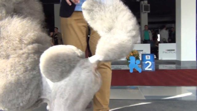 49 Моно пуделей Челябинск 2019 смотреть онлайн