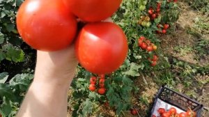 Томат Толстой ф1.