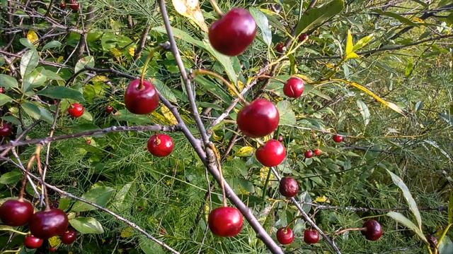 Поспели вишни в саду у дяди Вани | Дворовая песня | Только для молодежи 60-70 годов