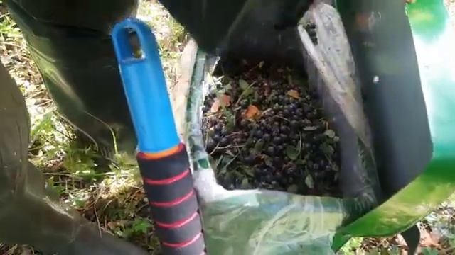 .сбор черники.грабли по чернике. https://www.sbor-yagod.ru/ Плодосборник. рф смотреть онлайн