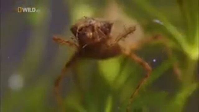 Дикая природа Таиланда смотреть онлайн