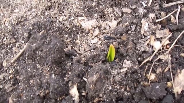 Рассада после заморозков.  Продолжаю высаживать основные томаты в теплицу 8 апреля.