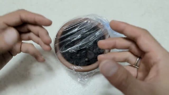 FAI NASCERE UNA BANANA BLU IN CASA, come fare nascere una piantina in casa смотреть онлайн