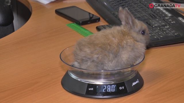 Самым маленьким в мире кроликом из Челябинска могут заинтересоваться ученые смотреть онлайн