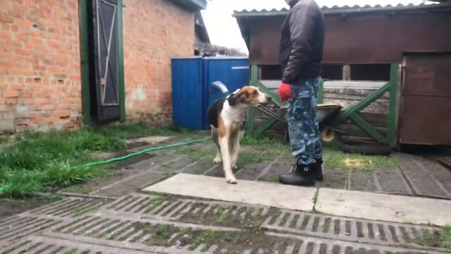 Русская пегая гончая смотреть онлайн