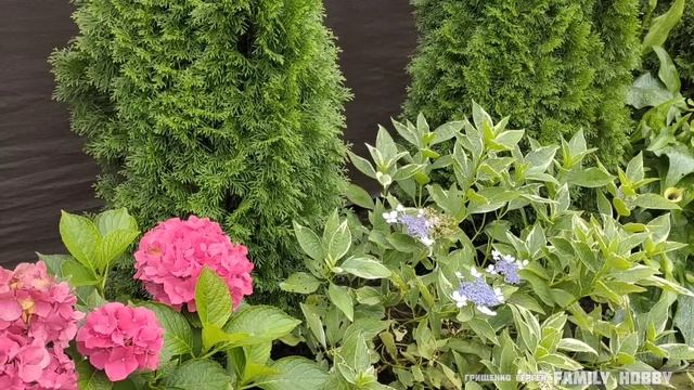 Прогулка-обзор САДА? ЦВЕТЕНИЕ 25 августа ? смотреть онлайн