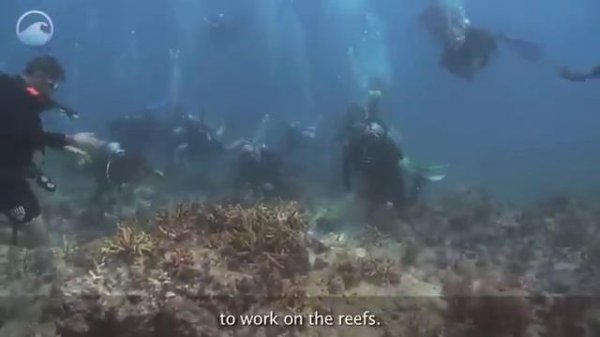 NOAA Ocean Today video: 'Restoring Coral Reefs'