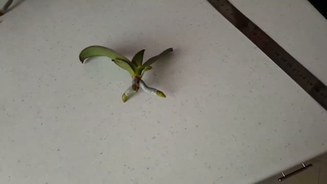 Отделение детки орхидеи с цветоноса,посадка и секрет здорового растения смотреть онлайн