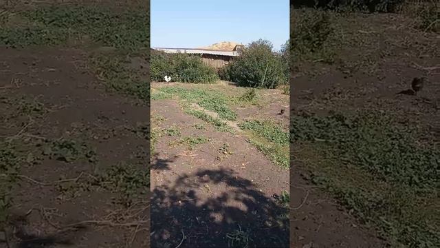 грустно.Лето закончилось. смотреть онлайн
