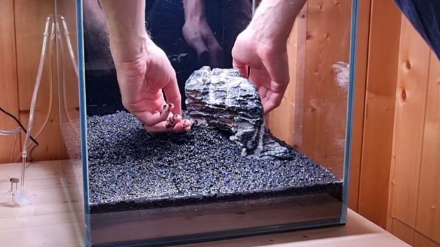 I Aquascaped a Nanotank - Iwagumi Aquarium Setup смотреть онлайн