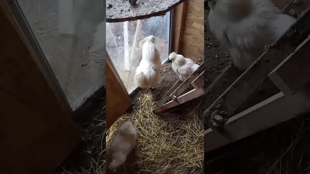 Прекрасные МИКСЫ для дачи -курочки цыплята смотреть онлайн