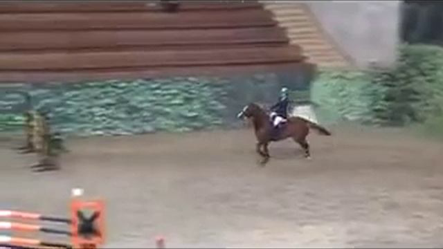 Тракененский жеребец 10 лет. Конкур 150-160 смотреть онлайн