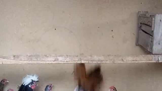 Голландские белохохлые и Сибрайт петушки смотреть онлайн