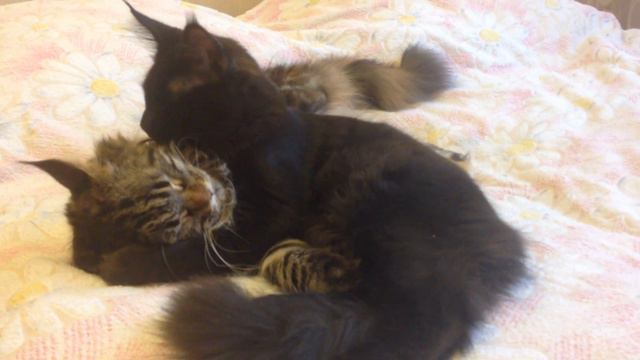 IMG 2237 смотреть онлайн