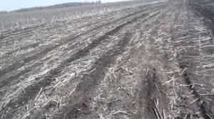 Ячмень после подсолнечника прямым посевом. Не так все просто.