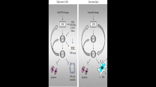 New Insights into p53 Signaling and Cancer Cell Response to DNA Damage: Implications ... | RTCL.TV смотреть онлайн