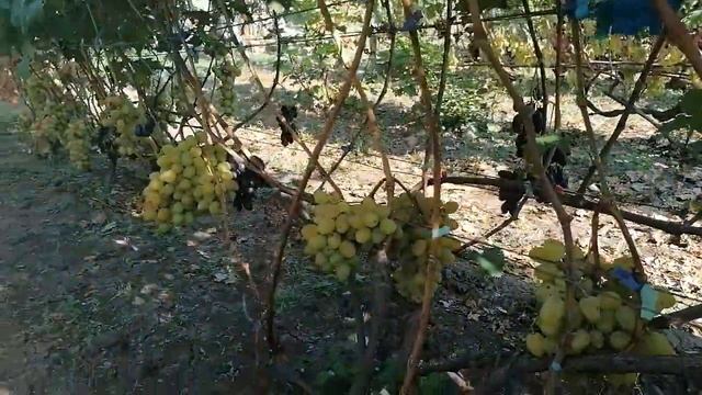 Виноград Памяти Шмелева Краснодар 02.09.22г. смотреть онлайн