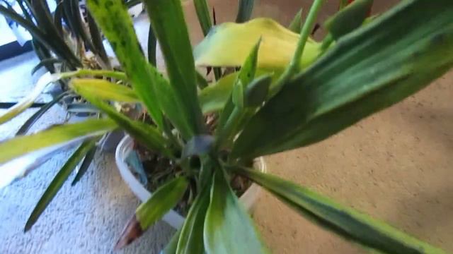 May 2020 Orchid Update Part 1 смотреть онлайн