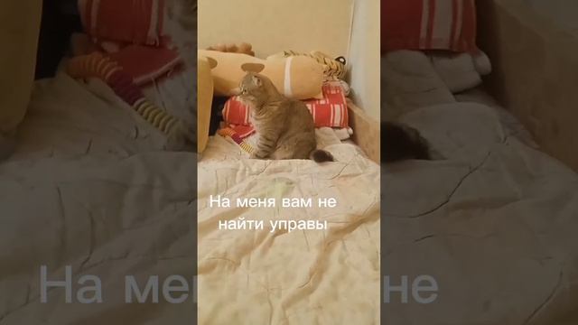 на меня вам не найти управы.. #кот #персик #эдит #люблювас #хочуврек #р_е_к_о_м_е_н_д_а_ц_и_и_ смотреть онлайн