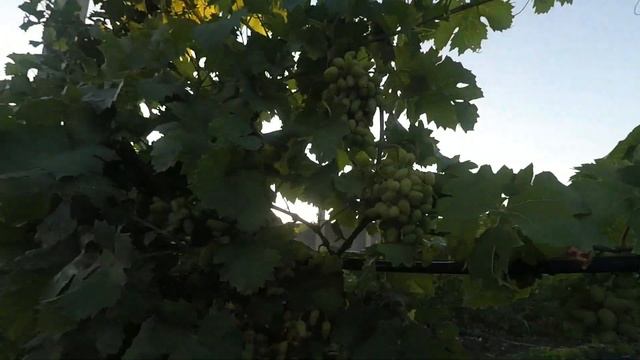 Болезни и вредители винограда | Diseases and pests of grapes смотреть онлайн