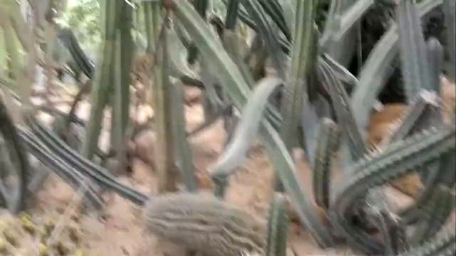 Сад кактусов Тайланд - Паттайя