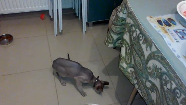 Прикол. Донской Сфинкс Выпрашивает КРИВЕТКИ смотреть онлайн