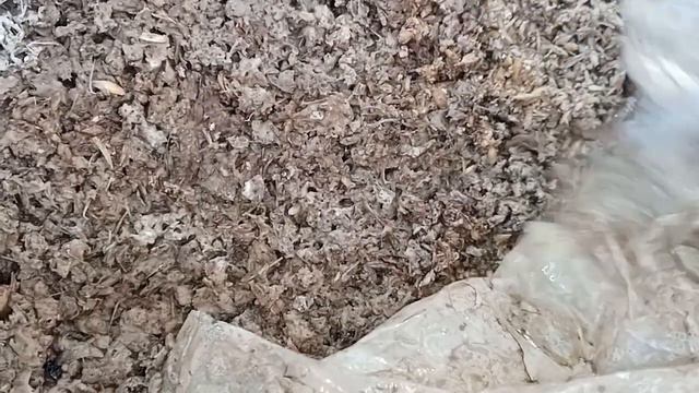 Опарыш на отрубях.