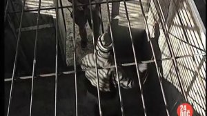24_DOC: АЛЕКСАНДР ГУТМАН О ФИЛЬМЕ ТРИ ДНЯ И БОЛЬШЕ НИКОГДА