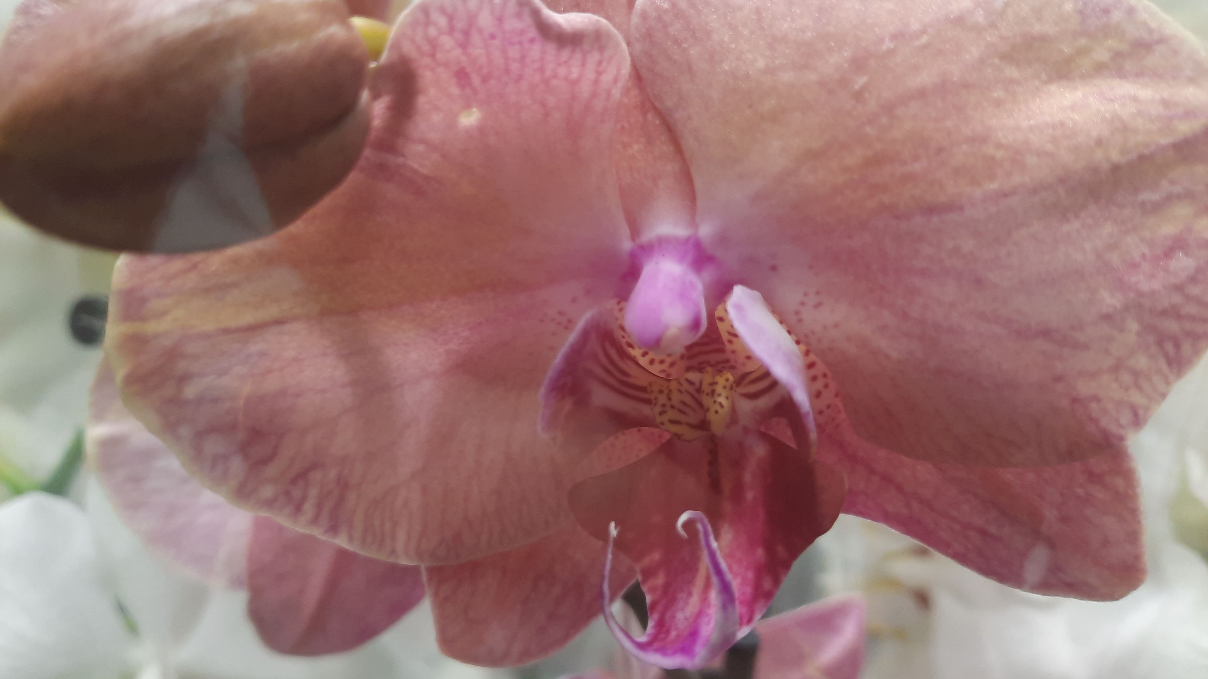 ОРХИДЕИ В БАУ ЦЕНТРЕ // 15.05.24// смотреть онлайн