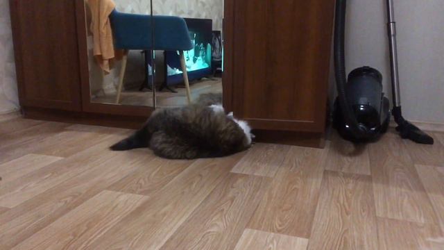 Сибирский кот Потап. Мы все видим смотреть онлайн