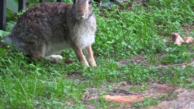 Canon Vixia/Legria HF G40-тест 2 смотреть онлайн