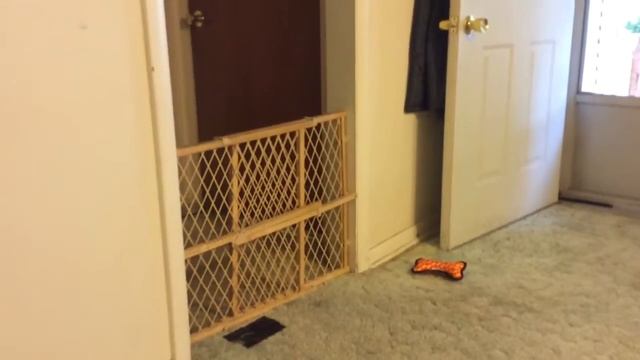 Supergirl, this Chihuahua/min pin mix leaps gate in a single bound смотреть онлайн