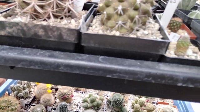 Обзор растений.Тефрокактус.Ацтекиум.Пародия.Эхиноцереус.Астрофитум.Маммилярия.Эпителанта.Лето.Цереу смотреть онлайн