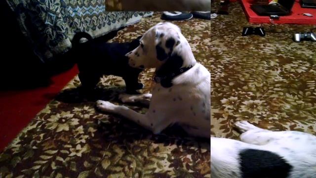 собакам тоже снятся сны смотреть онлайн