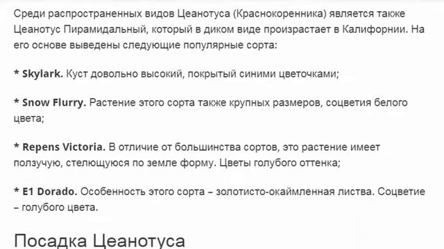 Цеанотус Краснокоренник посадка и уход смотреть онлайн