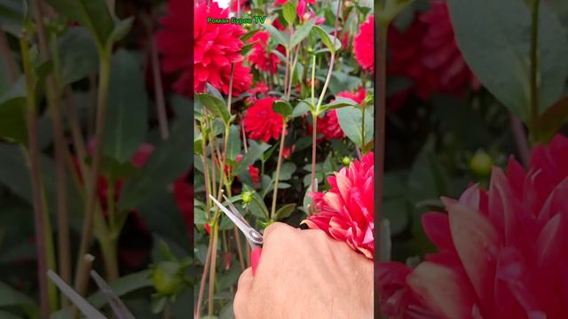 СЕКРЕТ ОБИЛЬНОГО ЦВЕТЕНИЯ ГЕОРГИНОВ ВСЕ ЛЕТО ДО ЗАМОРОЗКОВ смотреть онлайн