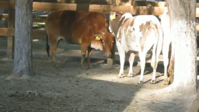 Bos Taurus Indicus - Zebu смотреть онлайн
