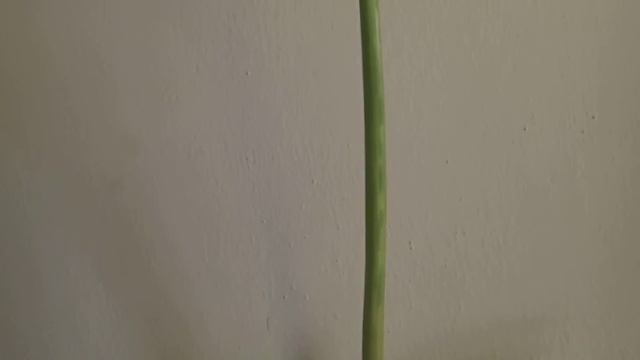 Hippeastrum смотреть онлайн